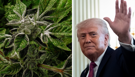 Trump Cannabis Policy Launches New Battle Over Drug Classification